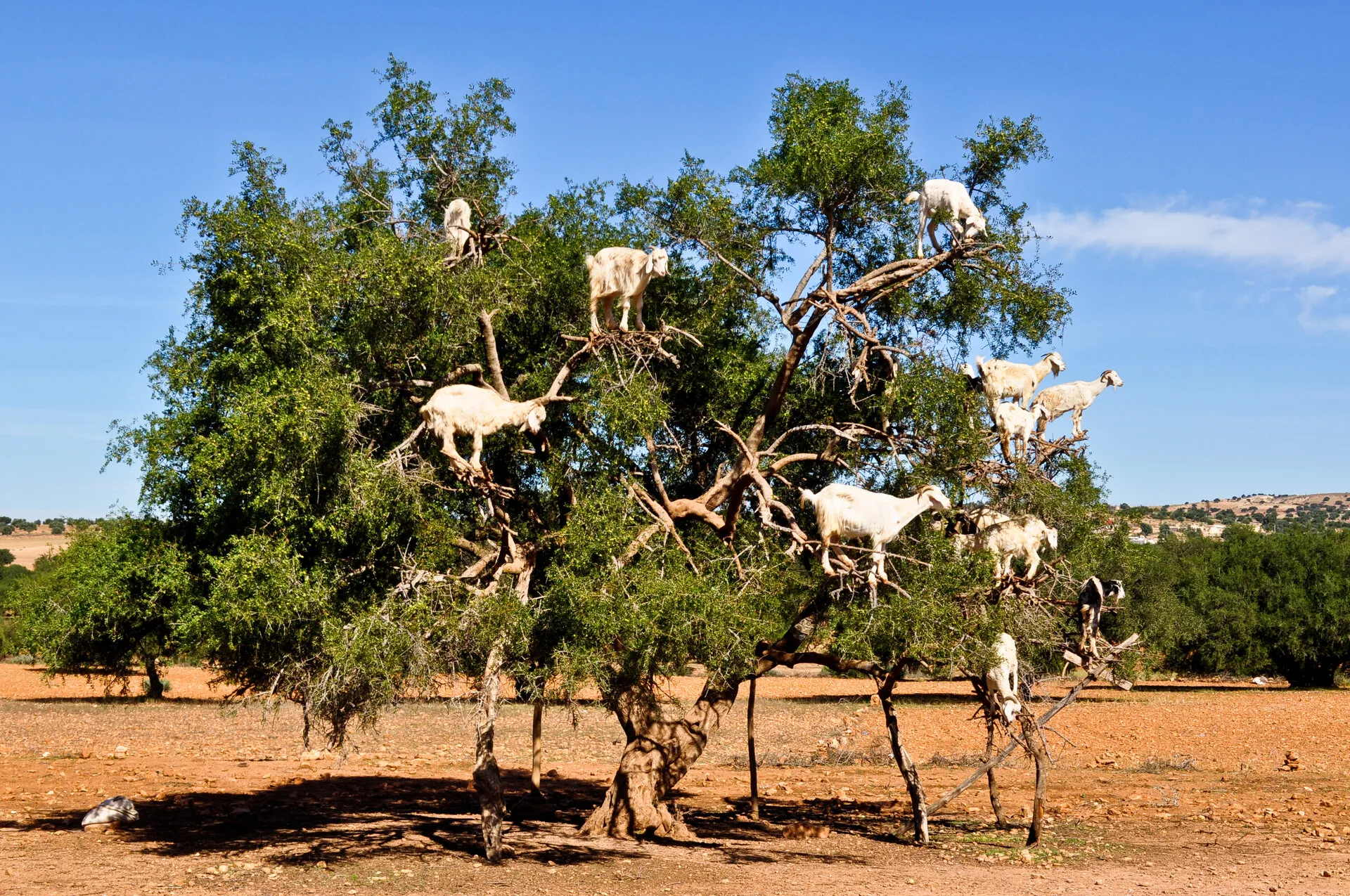 Arbre d'argan avec chèvres grimpant dans les branches — paysage emblématique de la région Souss-Massa traversée entre Agadir et Imsouane