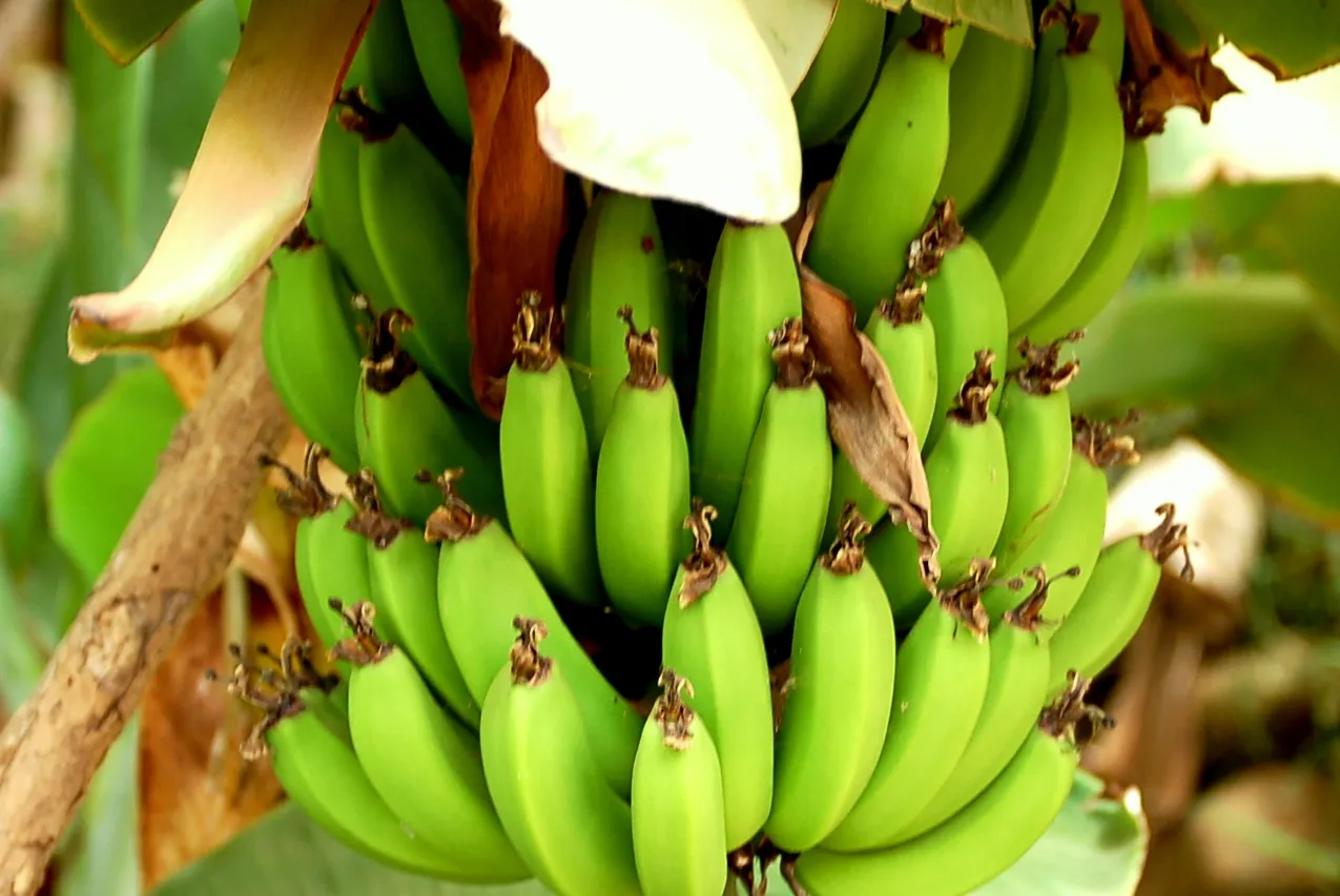 Bananeraies de Tamraght — palmiers et bananiers irrigués par l'oued, contraste rare sur cette section aride de la côte